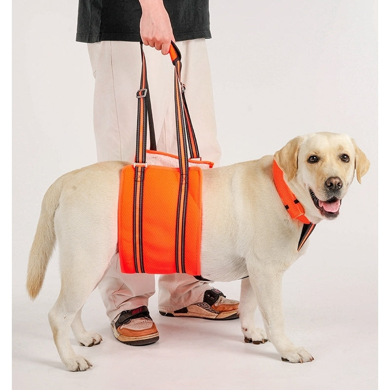 Dog wearing an orange harness with a handle, standing next to a person on a white background
