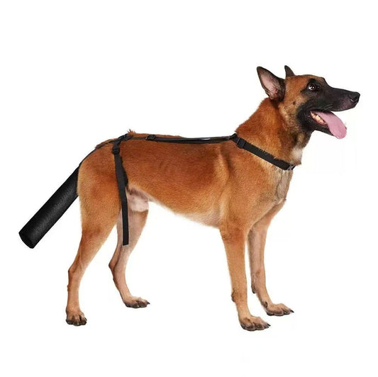 Dog wearing a black tail guard on a white background