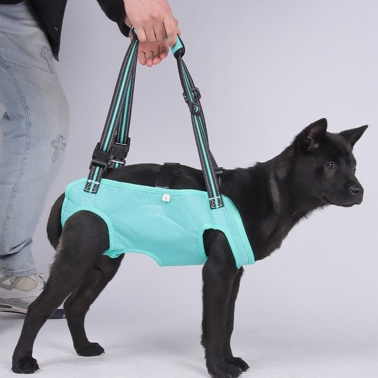 a dog, walking comfortably with assistance from the turquoise PawAble Dog Lift Harness, showing uniform body support.