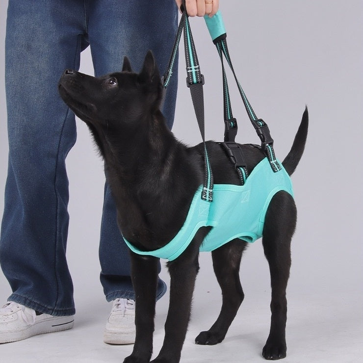 Disabled dog standing confidently with the PawAble dog mobility support harness.