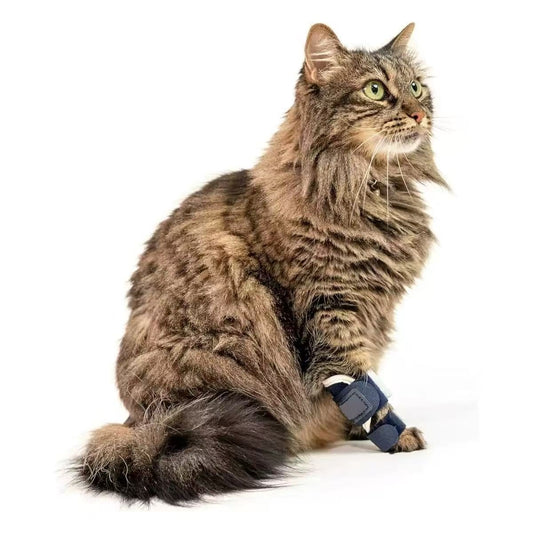 Cat wearing a hock brace