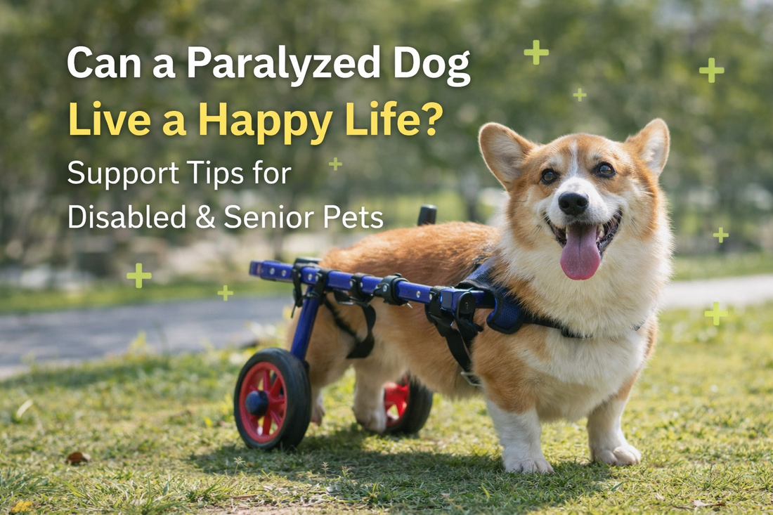 a small dog wearing a pet wheelchair happily