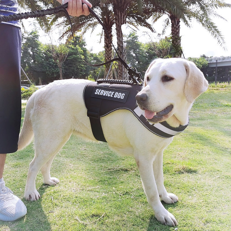 2-in-1 Bungee Dog Leash & Car Seat Belt with Shock Absorption