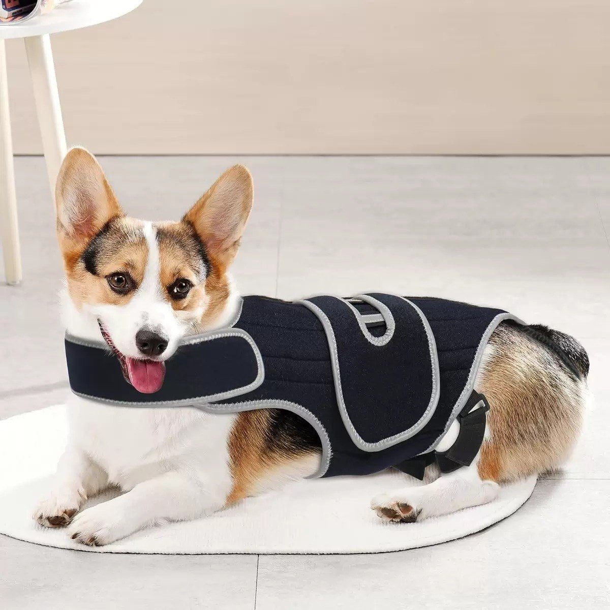 The dog is lying down wearing Adjustable IVDD Spinal Support Brace