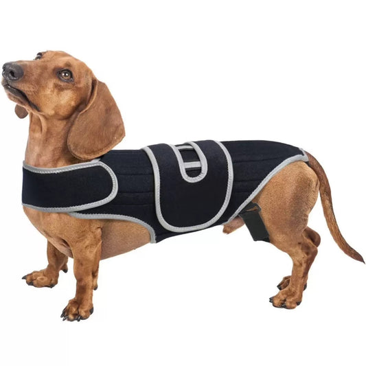 dog wearing a Adjustable IVDD Spinal Support Brace