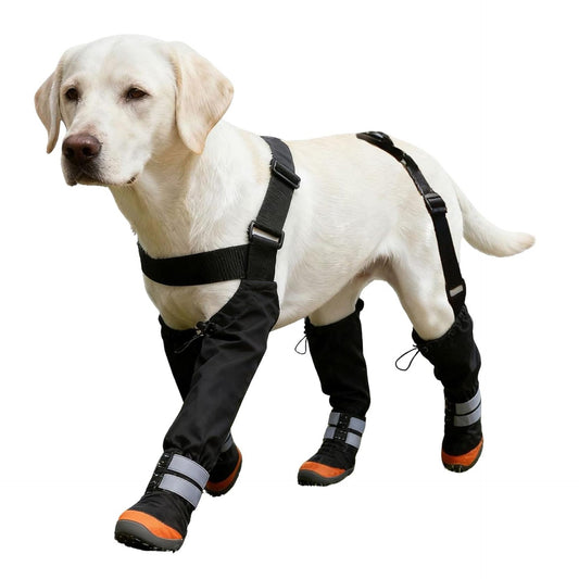 Dog wearing black protective leg wraps on a white background