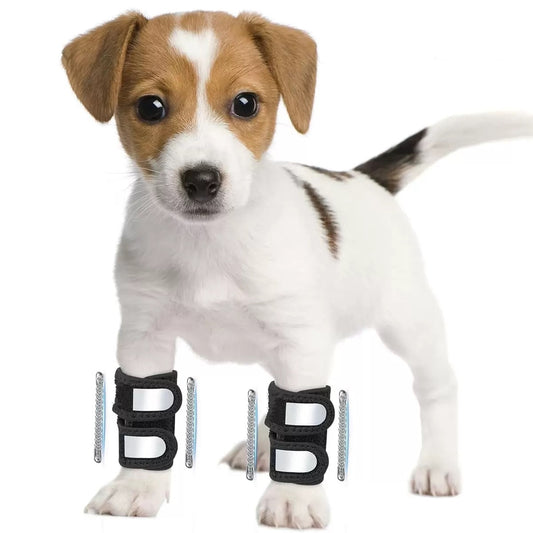 dog wearing a pair of Dog Splint Front Leg Support brace
