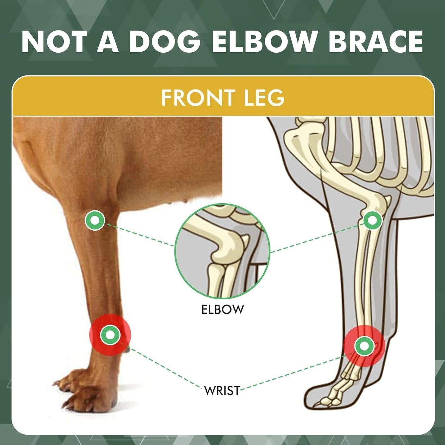 diagram showing which part of the dog's front leg is this Dog Splint Front Leg Support suitable for