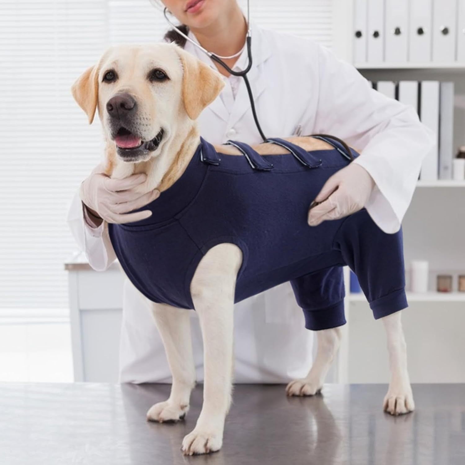 Dog wearing a blue recovery suit being examined by a veterinarian.