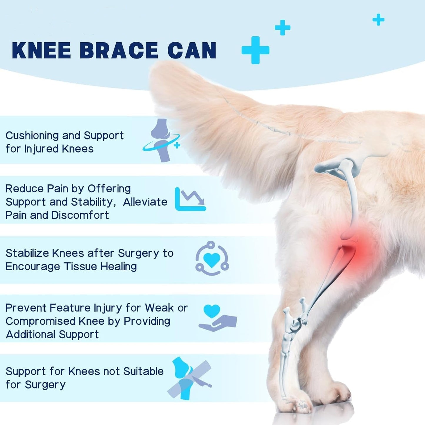 Dog knee with knee brace illustration and text about knee brace benefits on a light blue background