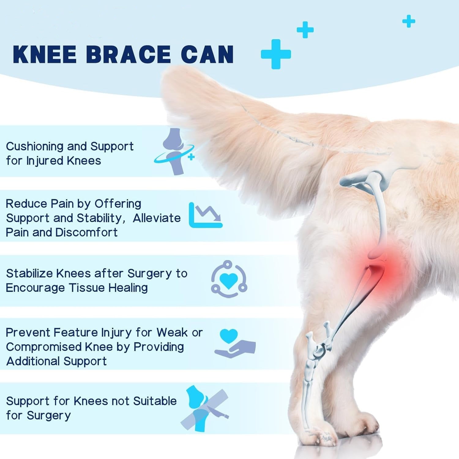 Dog knee with knee brace illustration and text about knee brace benefits on a light blue background