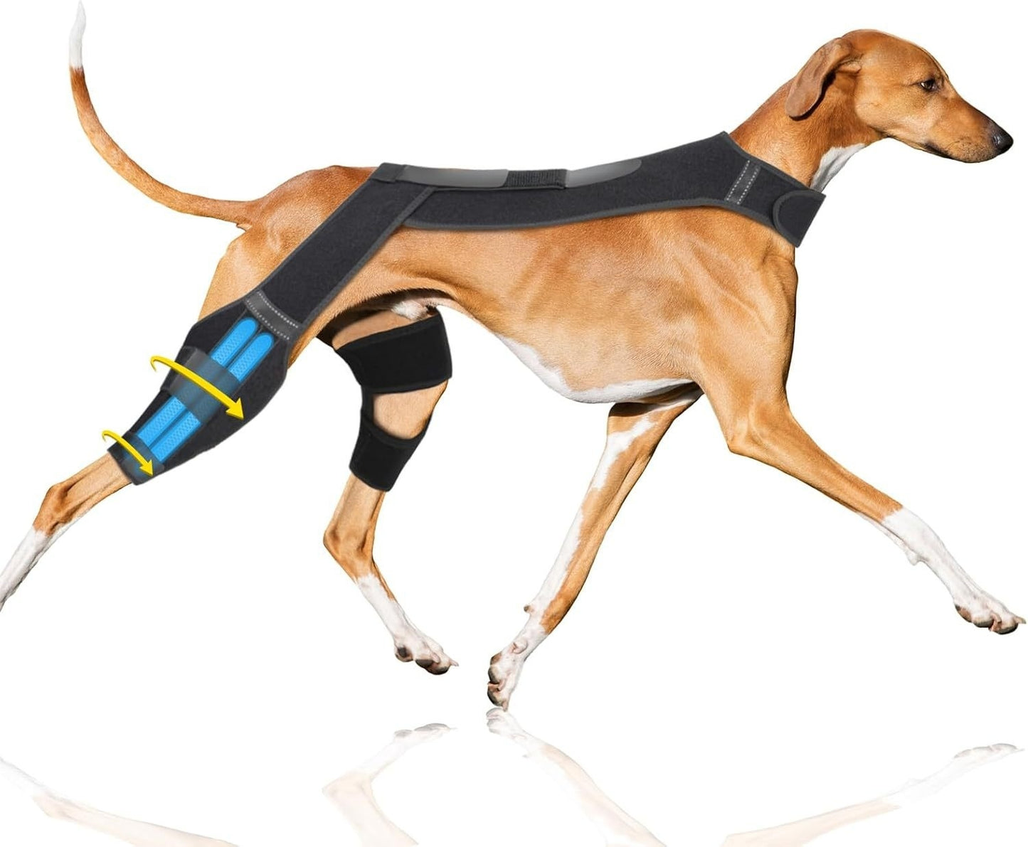 Dog wearing a knee brace on a white background