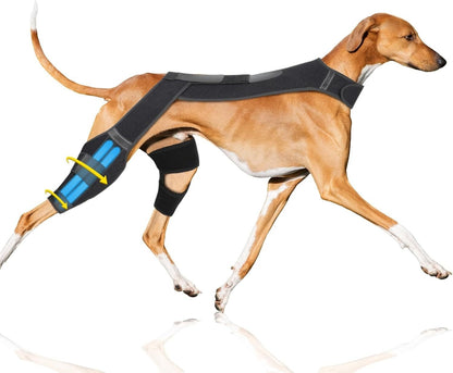 Dog wearing a knee brace on a white background