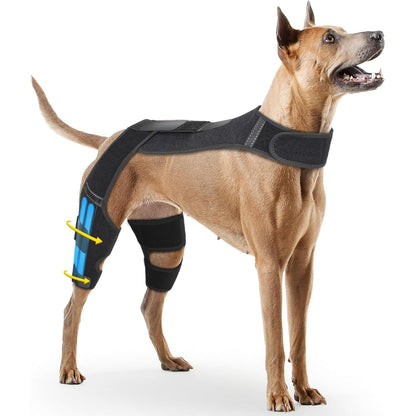 Dog wearing a black knee brace on a white background
