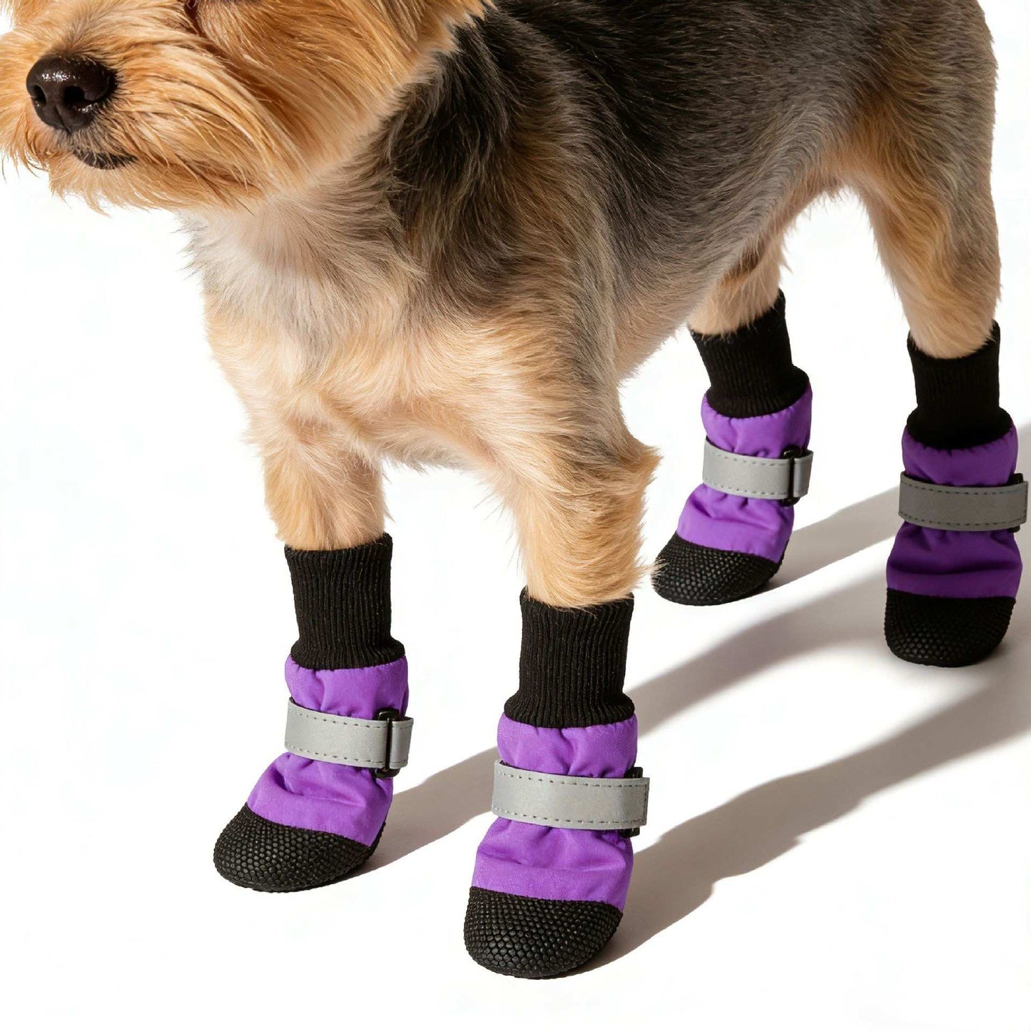 Dog wearing purple boots with black socks on a white background