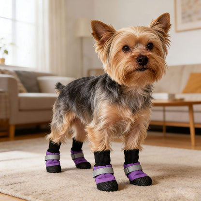 Small dog wearing purple boots in a living room