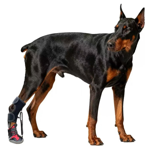 Doberman pinscher with a protective boot 