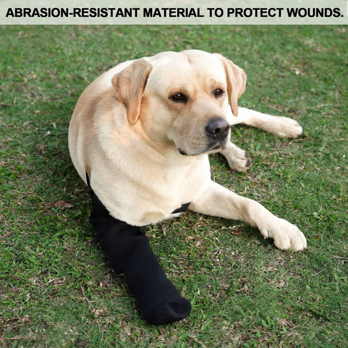 Dog Front Leg Recovery Sleeve: Anti-Lick Support Brace