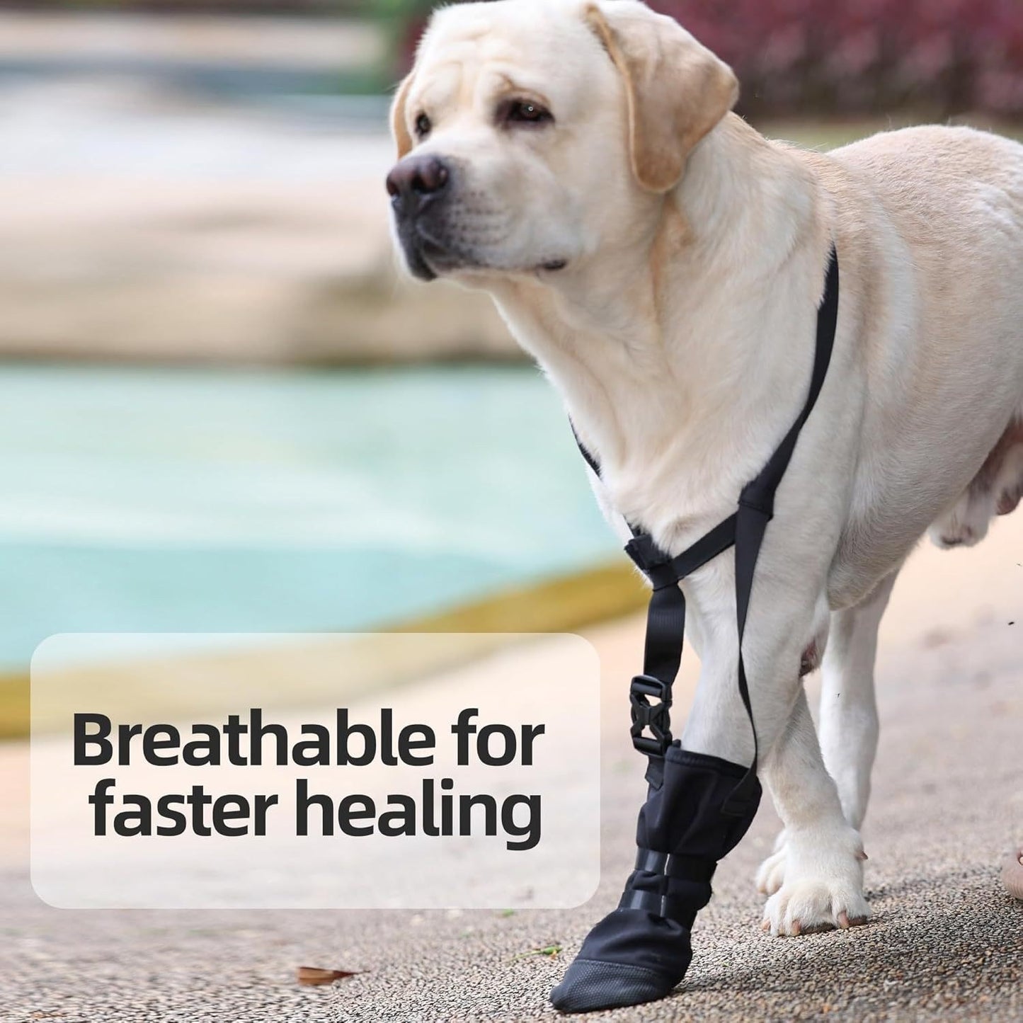 Dog Front Paw Protector: Anti-Lick Wound Guard for Injured Paws