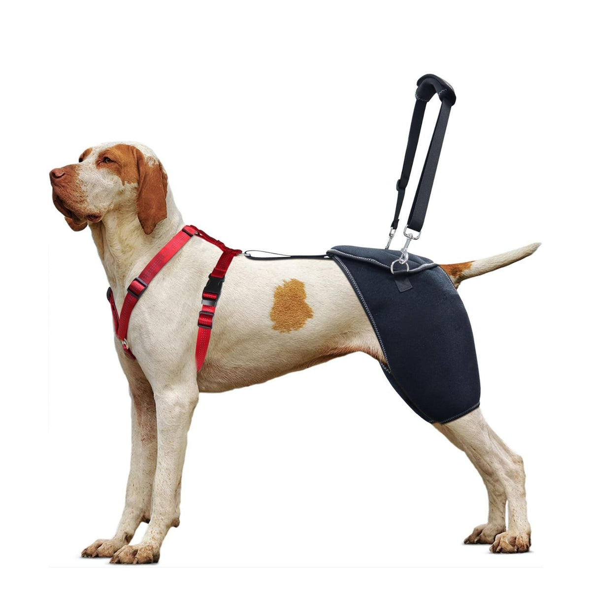 Dog wearing a red harness and black support wrap on a white background