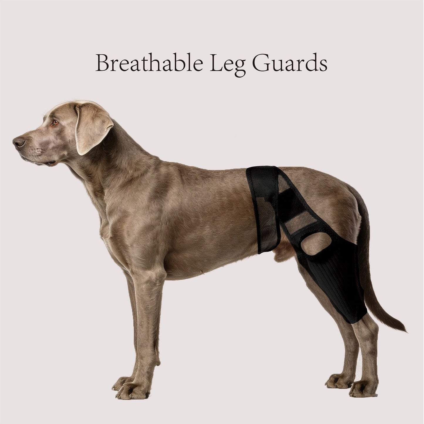 Dog Knee Brace - ACL/CCL Cruciate Ligament Support & Joint Recovery