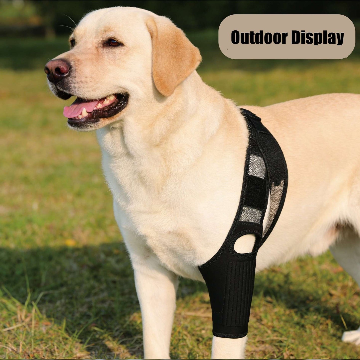 Dog Knee Brace - ACL/CCL Cruciate Ligament Support & Joint Recovery