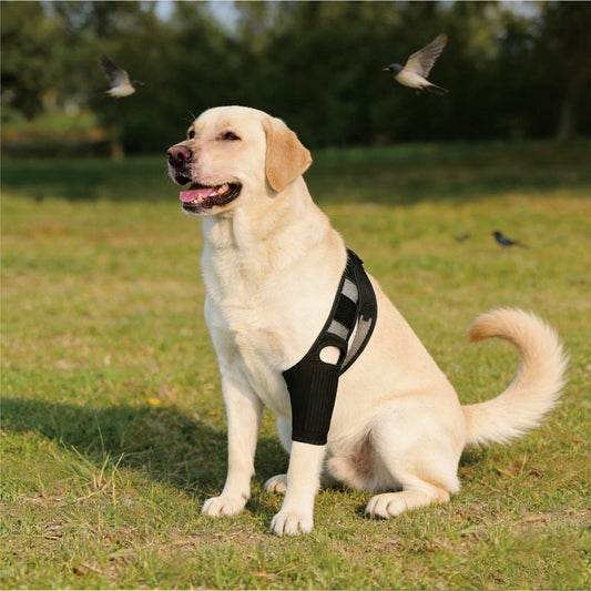 Dog Knee Brace - ACL/CCL Cruciate Ligament Support & Joint Recovery