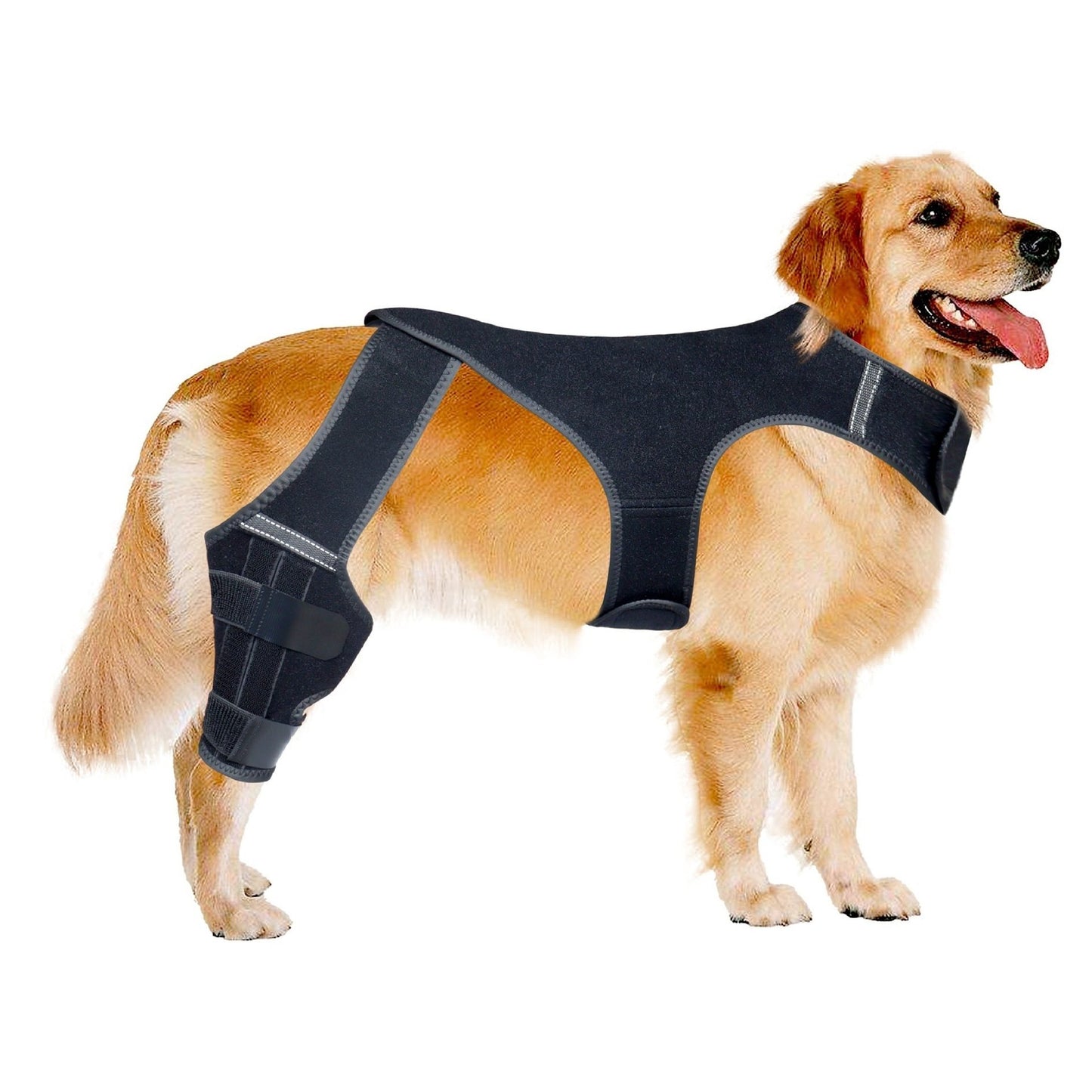 Dog wearing a Double Hind Leg Knee Brace harness on a white background