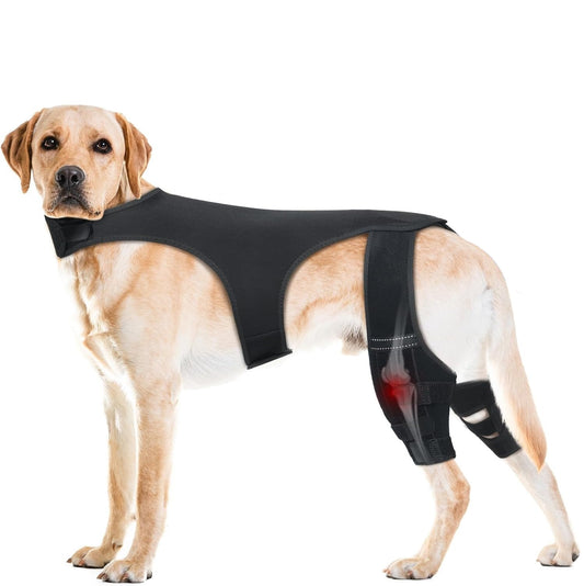 Dog wearing a Double Hind Leg Knee Brace on a white background