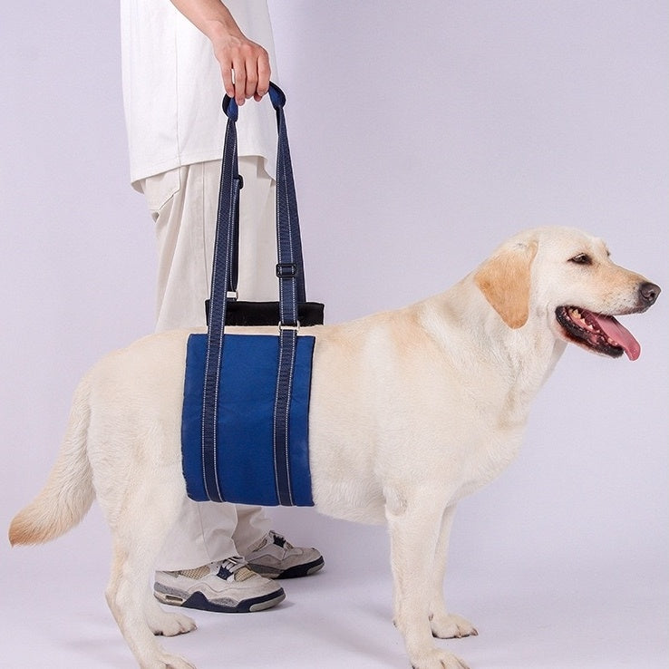 a dog wearing the blue Dog Lift Harness Sling for hind legs