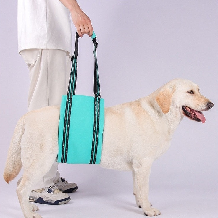 a dog wearing the turquoise Dog Lift Harness Sling for hind legs