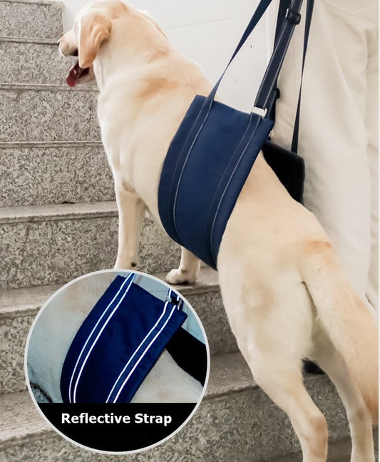 a big dog climbing the stairs with assistance blue Dog Lift Harness Sling for hind legs