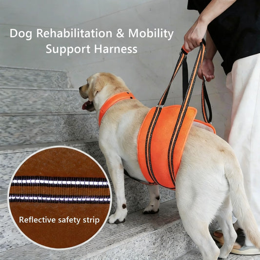 Dog wearing an orange rehabilitation harness with a reflective safety strip, standing on stairs.
