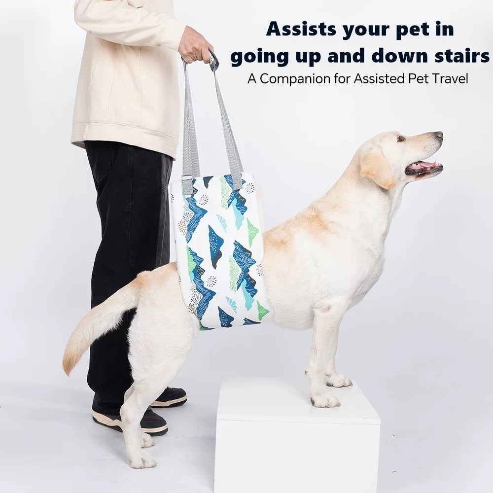 Using a dog lift support sling to help the dog go up the stairs.