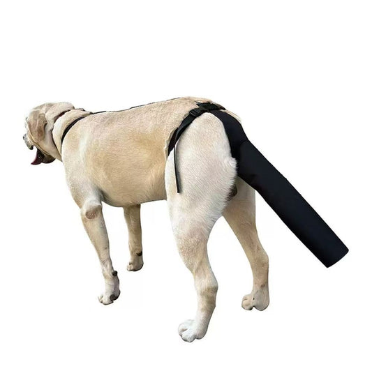 Dog wearing a black tail guard on a white background