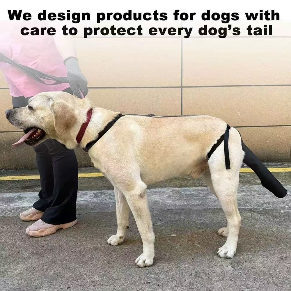 Dog wearing a protective tail guard 