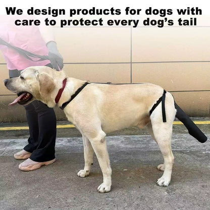 Dog wearing a protective tail guard 