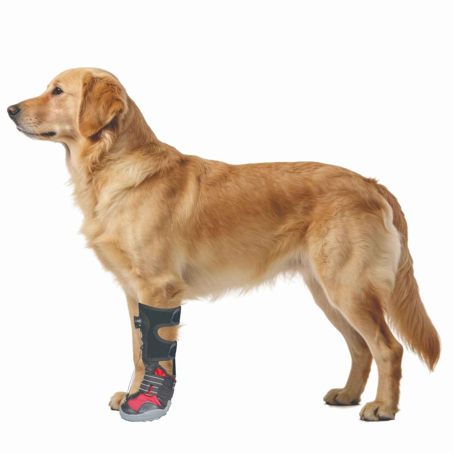 Dog wearing a protective Dog Toe Dragging Brace Boot
