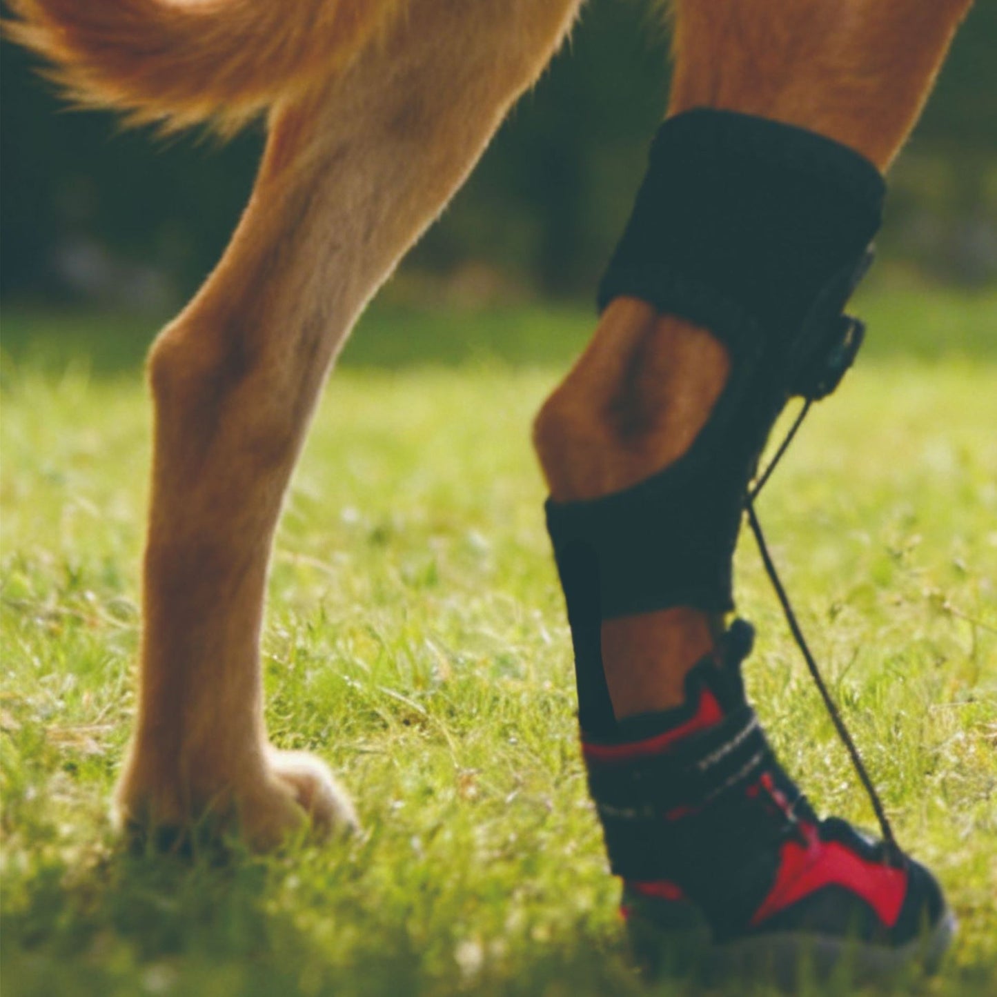 Dog's paw wearing a protective Dog Toe Dragging Brace Boot