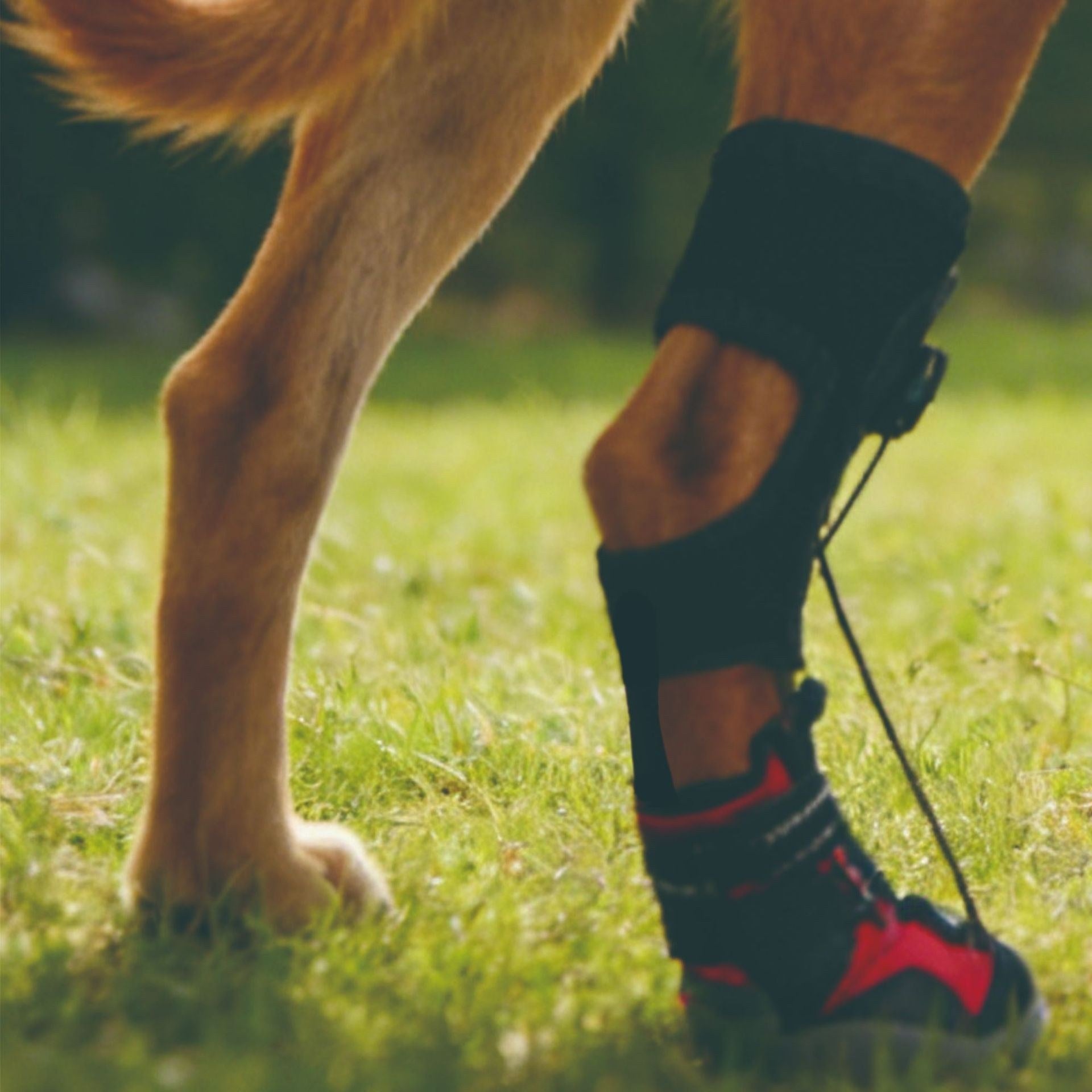 Dog's paw wearing a protective Dog Toe Dragging Brace Boot