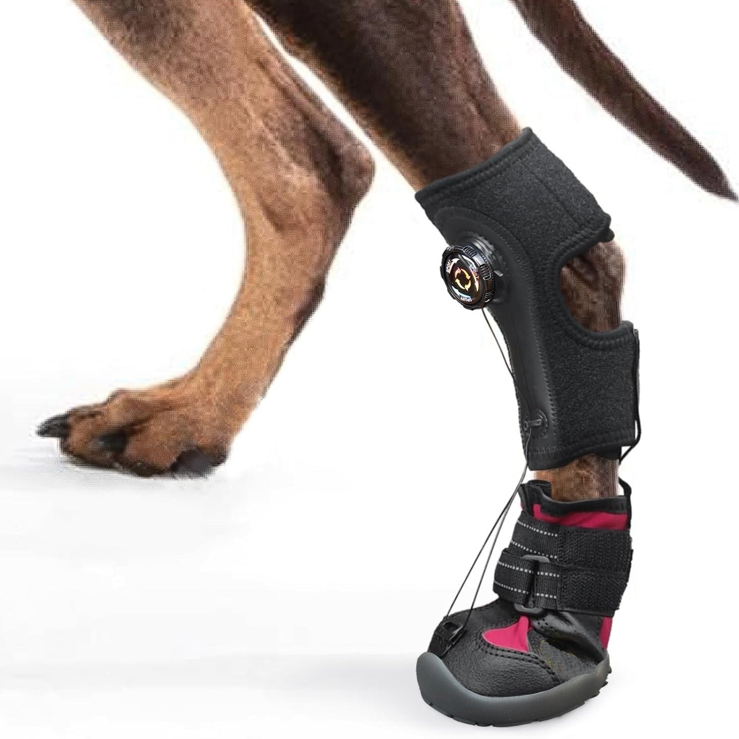 a dog wearing Lift Toe Drop Dog Foot Brace