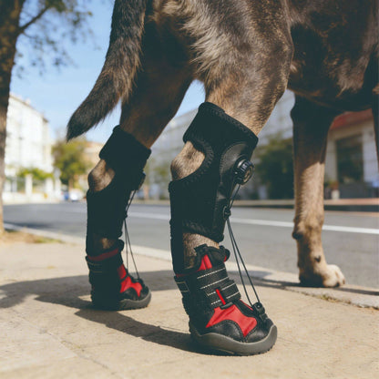 a dog wearing Lift Toe Drop Dog Not Knuckling Foot Boot Brace on hind legs