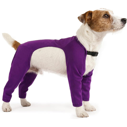 Small dog wearing a purple Four-Leg Dog Recovery Suit on a white background