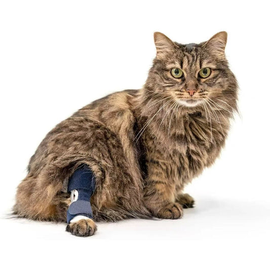 Cat wearing a black hock brace