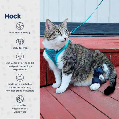 Cat wearing a Hock orthopedic support device on a wooden deck