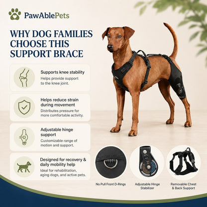 Dog wearing a support brace with features listed on a white background