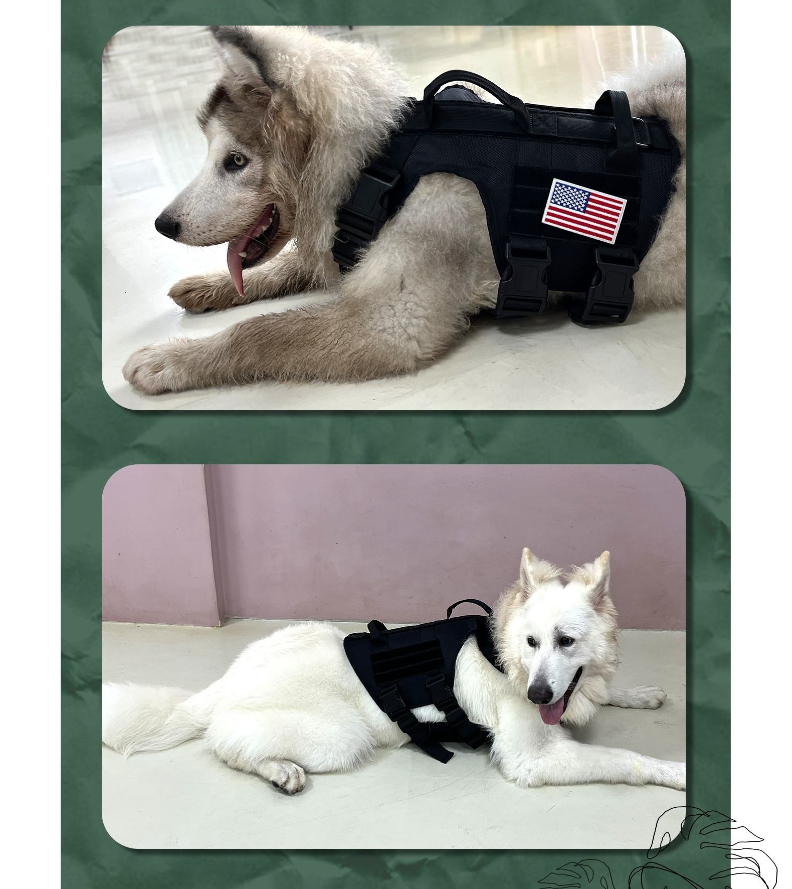 Two images of a dog wearing a black harness with an American flag patch on a green border.