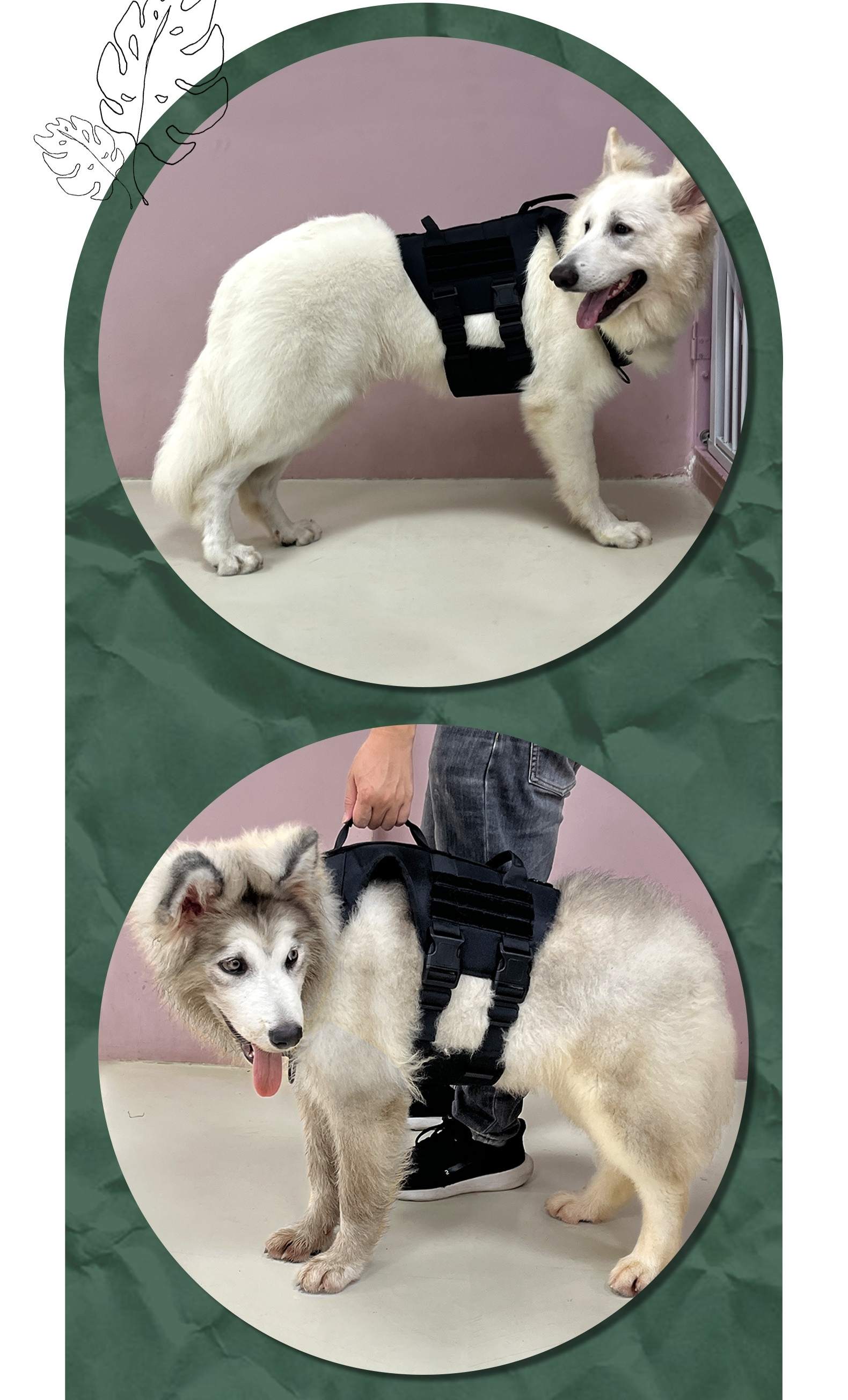 Two images of a dog wearing a black harness, one on a white floor and one being held by a person.