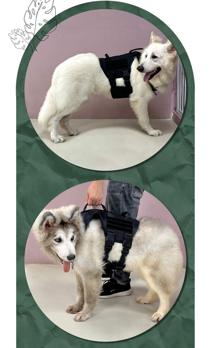 Two images of a dog wearing a black harness, one on a white floor and one being held by a person.