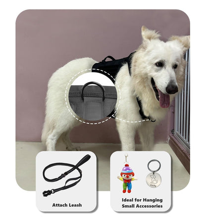 Dog wearing a black harnss vest with accessories displayed below on a white background